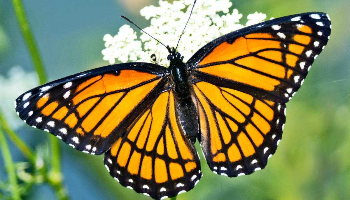 Change - Meditation Golden Flame of Illumination August 19th 7:00pm MST